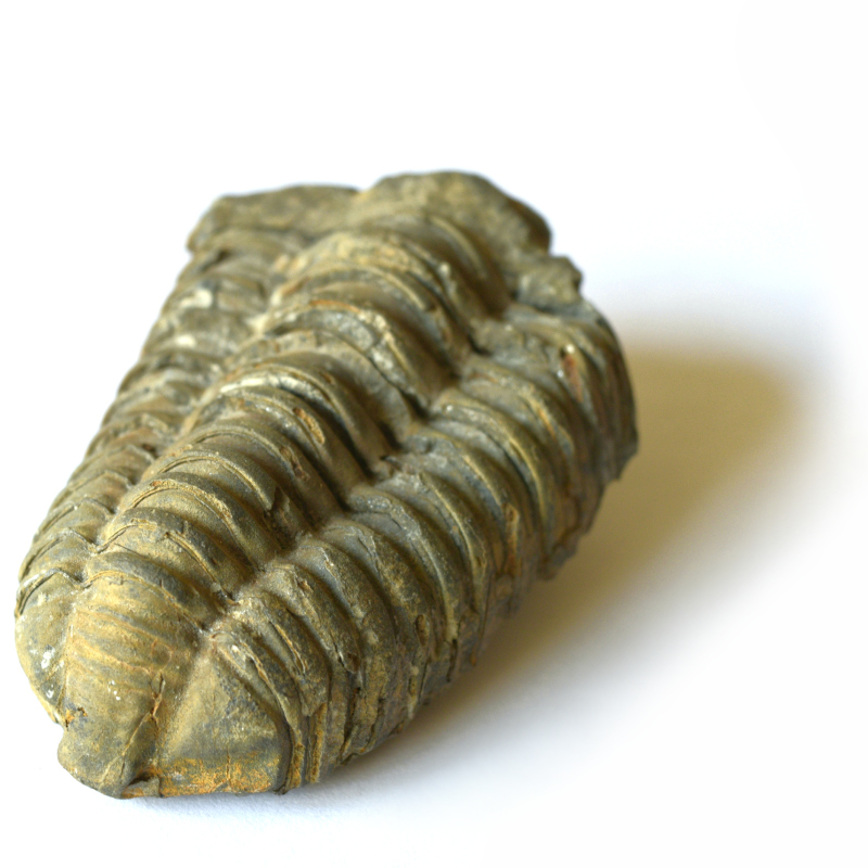 Calymene