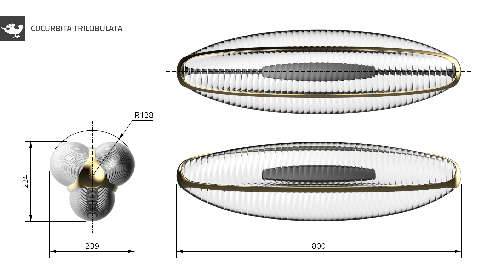 Cucurbita trilobulata: Dimensions