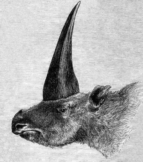 Elasmotherium