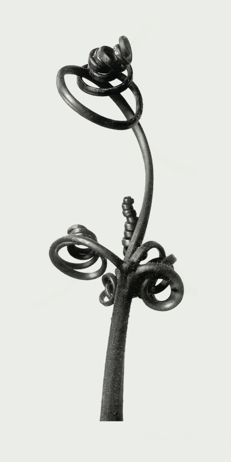 Cucurbita