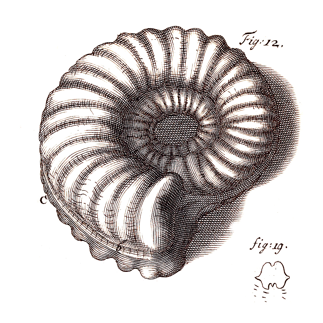 Robert Hooke