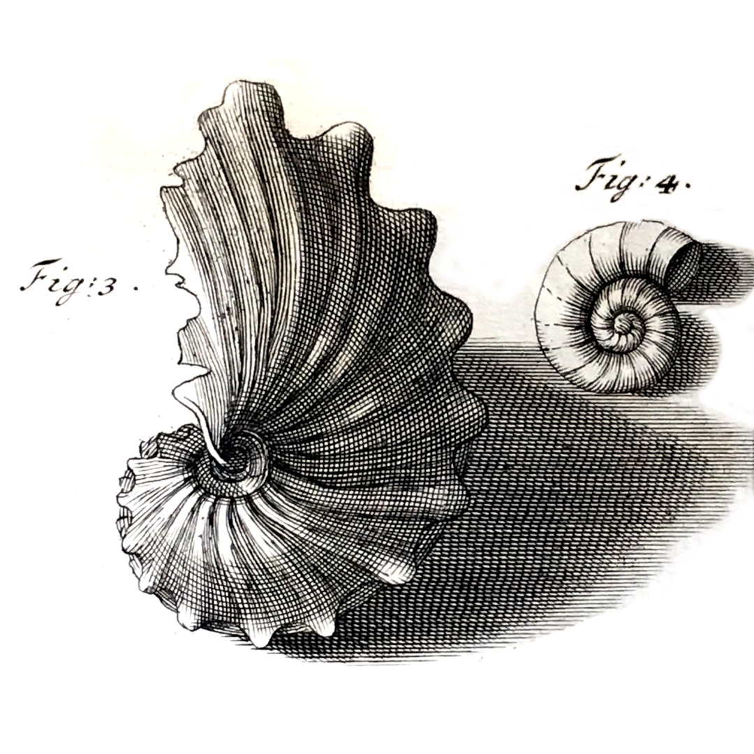 Ammonite fossil