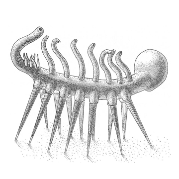 Hallucigenia sparsa