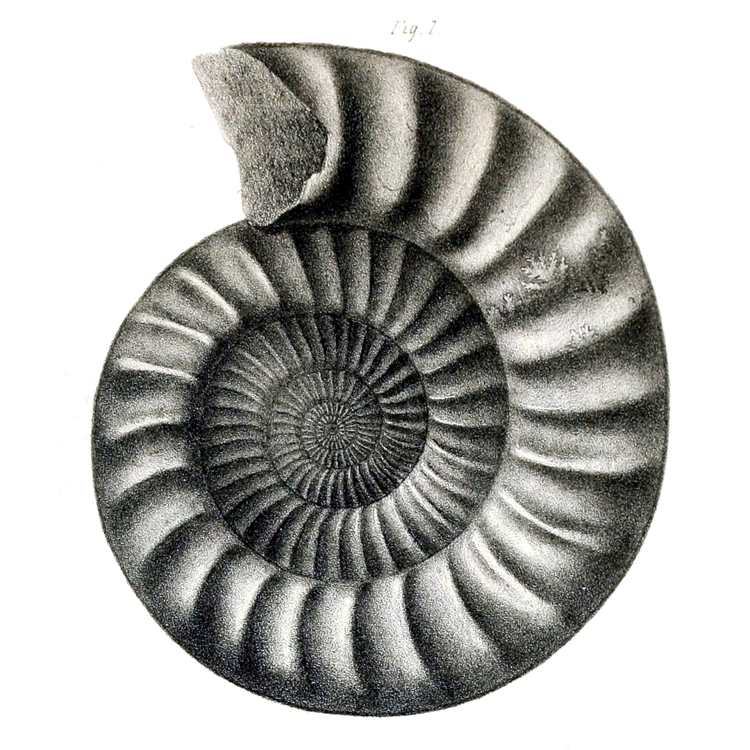 Arietites bucklandi