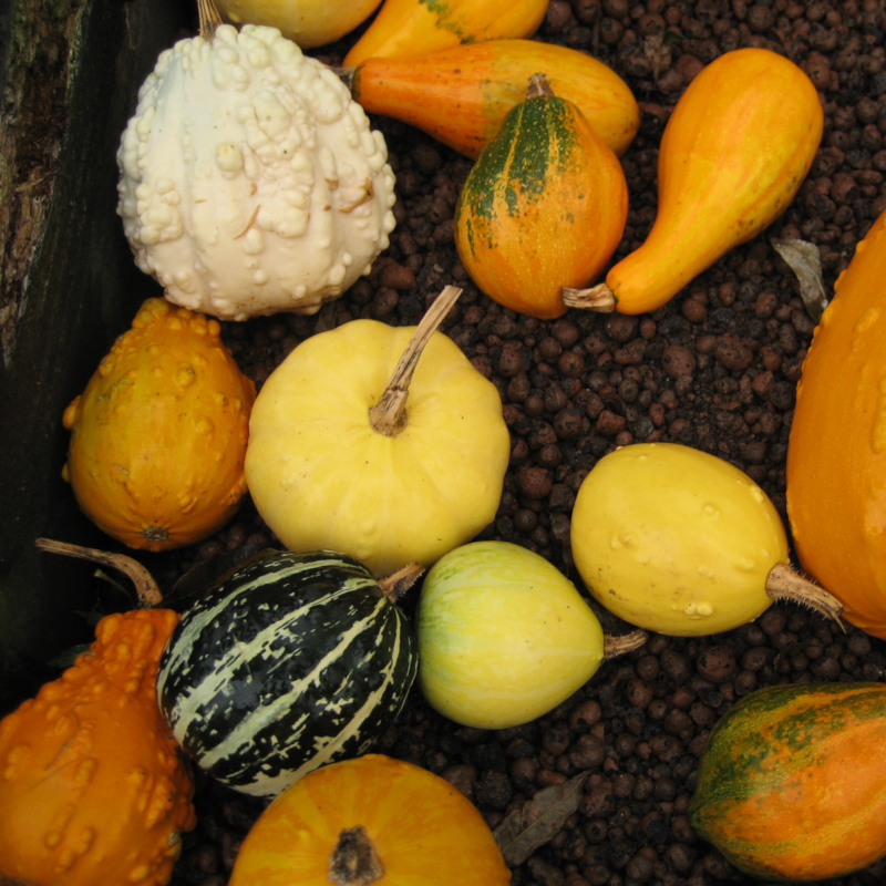 Cucurbita